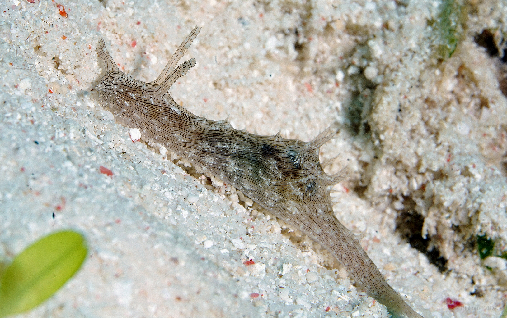 Banda Sea 2018 - DSC06520_rc - Lined sea hare - Stylocheilus striatus.jpg